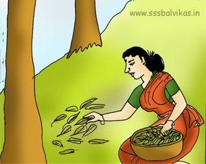 Lady collecting dry leaves for medicinal purpose