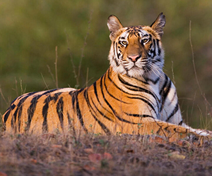 National Animal- Tiger