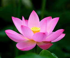National Flower- Lotus