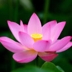 National Flower Lotus